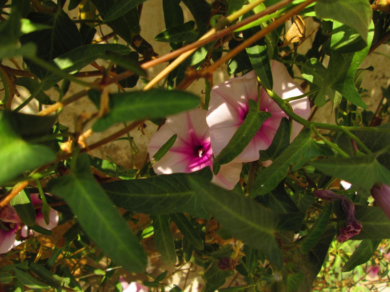 Purple and White Flowers In Sunlight In Garden photo