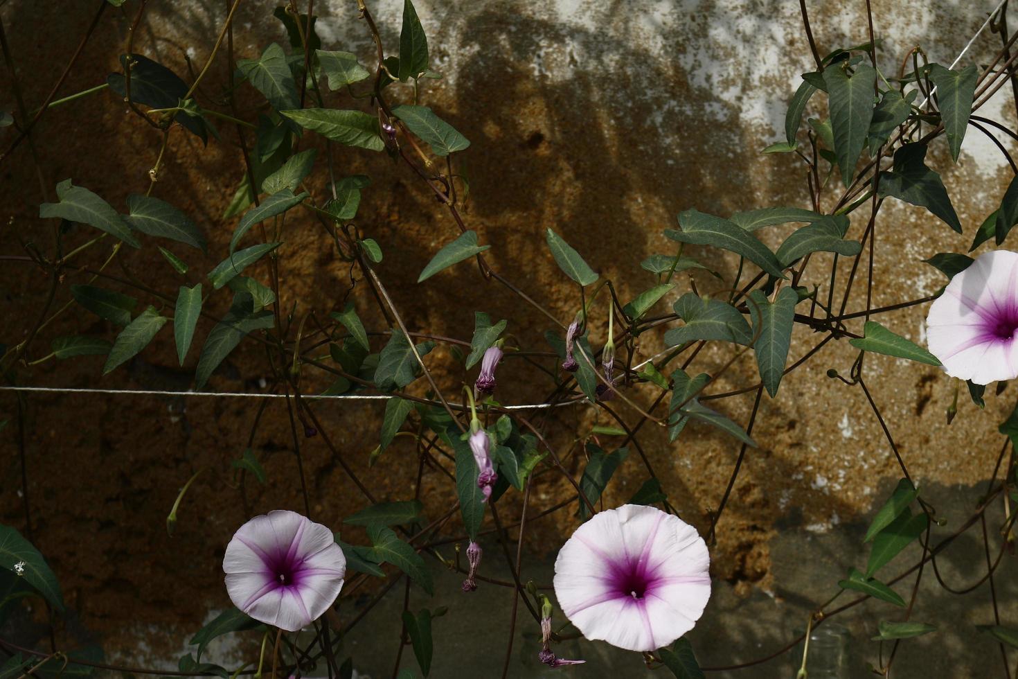 flores blancas y moradas en el jardín foto