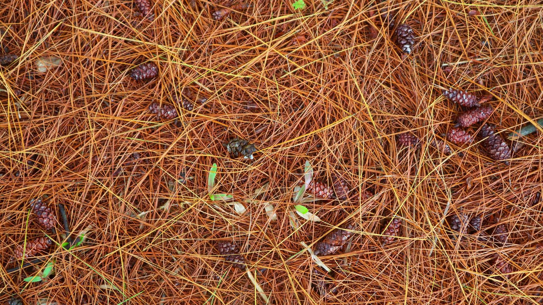 dried pine leaves as a background photo