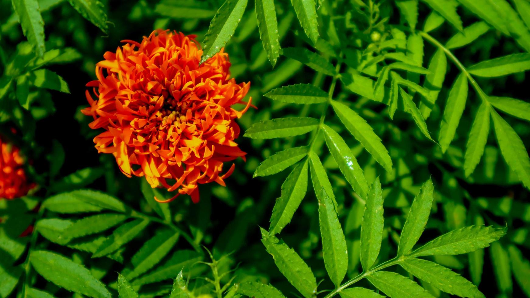 Beautiful and amazing marigold flower photo