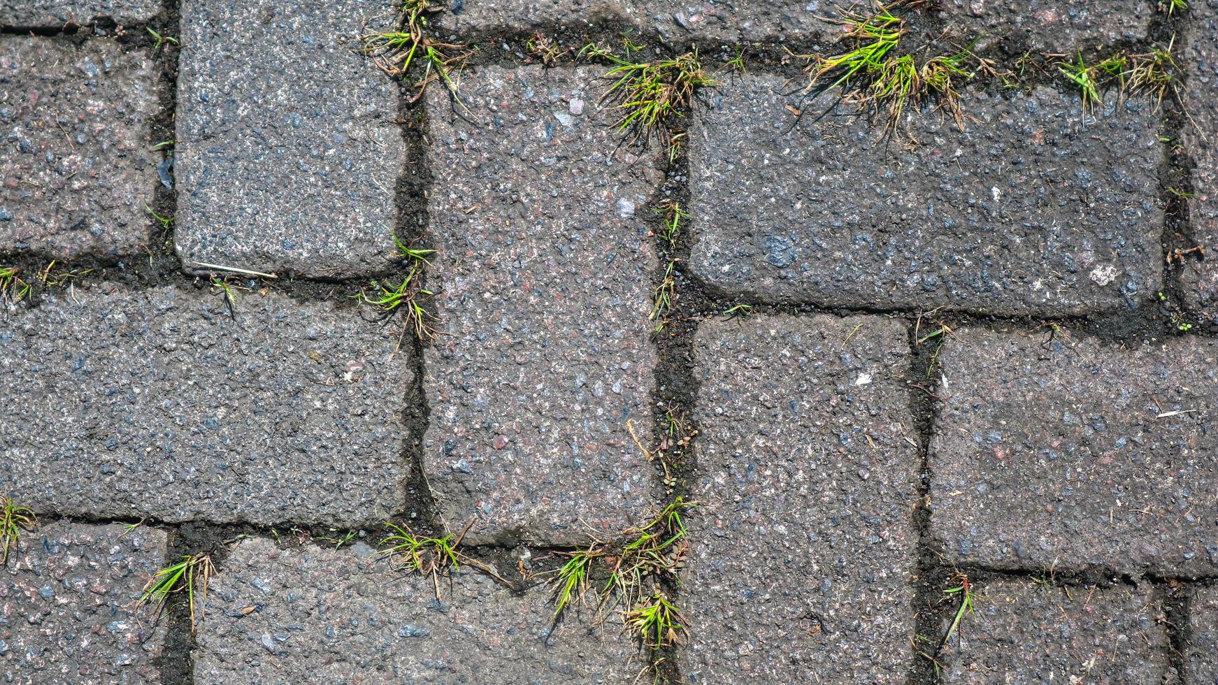 paving block texture with weeds in the gaps as background photo
