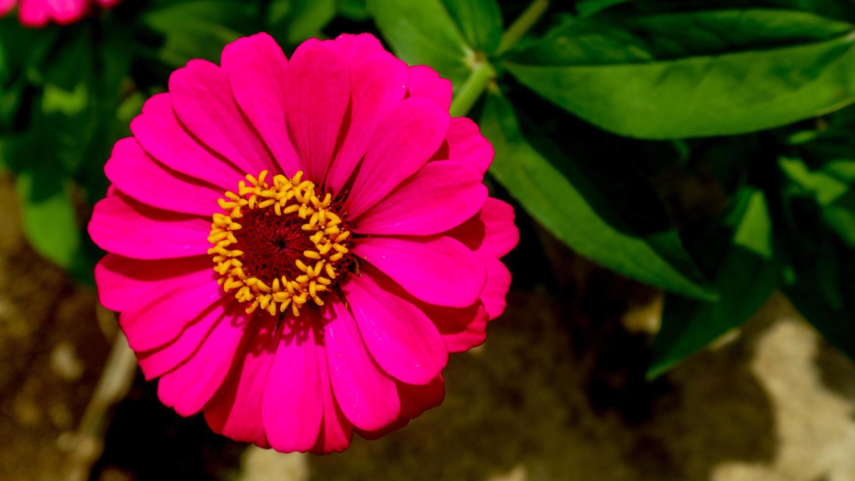 Common zinnia flower is beautiful and amazing photo