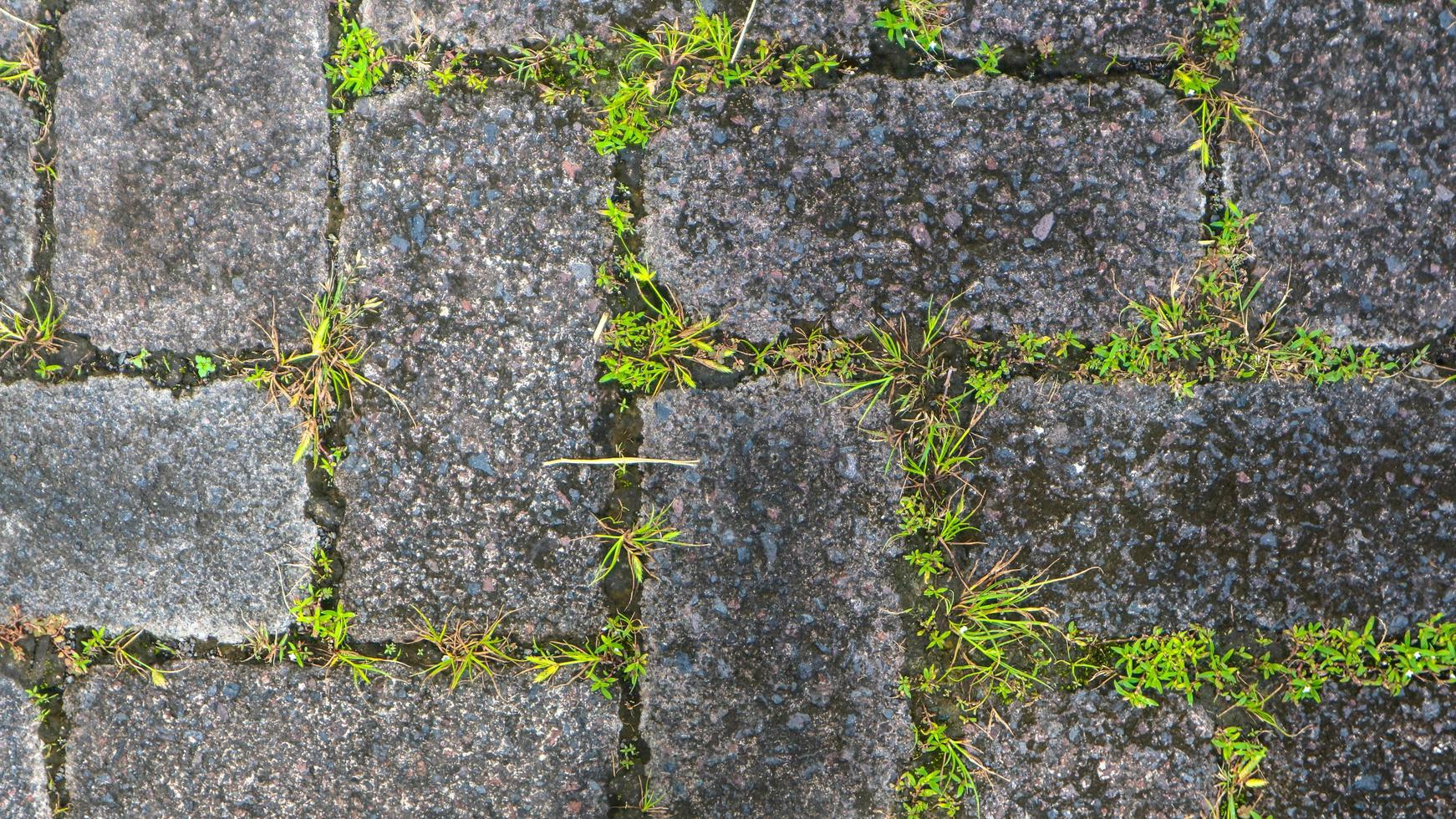 paving block texture with weeds in the gaps as background photo