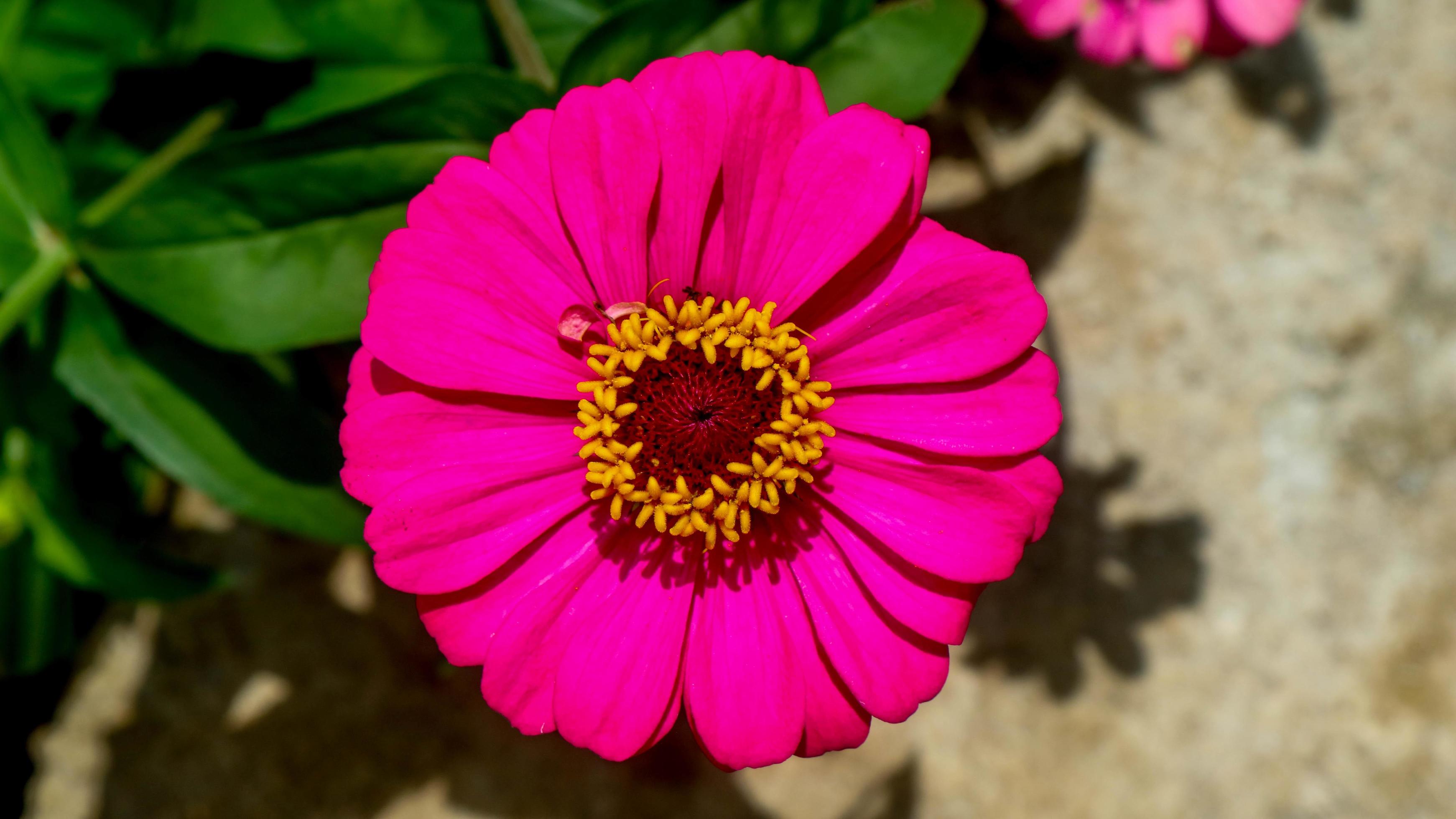 Common zinnia flower is beautiful and amazing 15132655 Stock Photo at