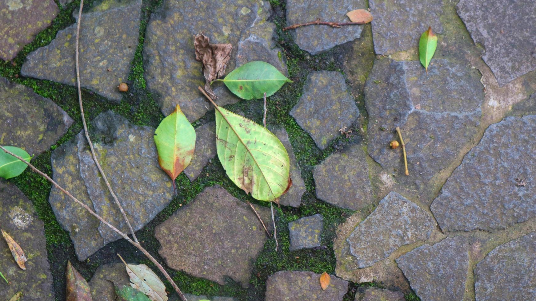 cobblestone path with fallen leaves. as background photo