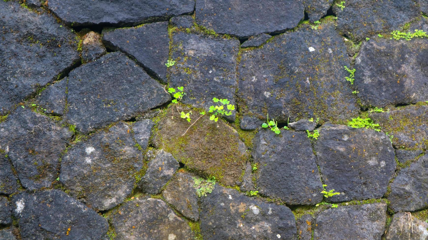 a mossy stone wall as a background photo