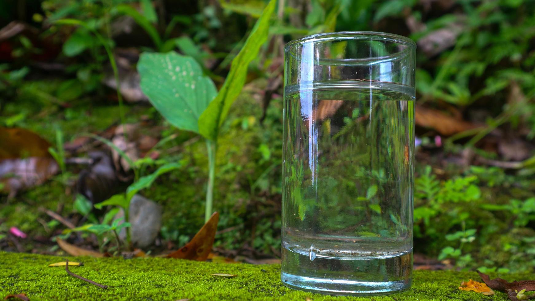 Glasses with water on a green plant background photo