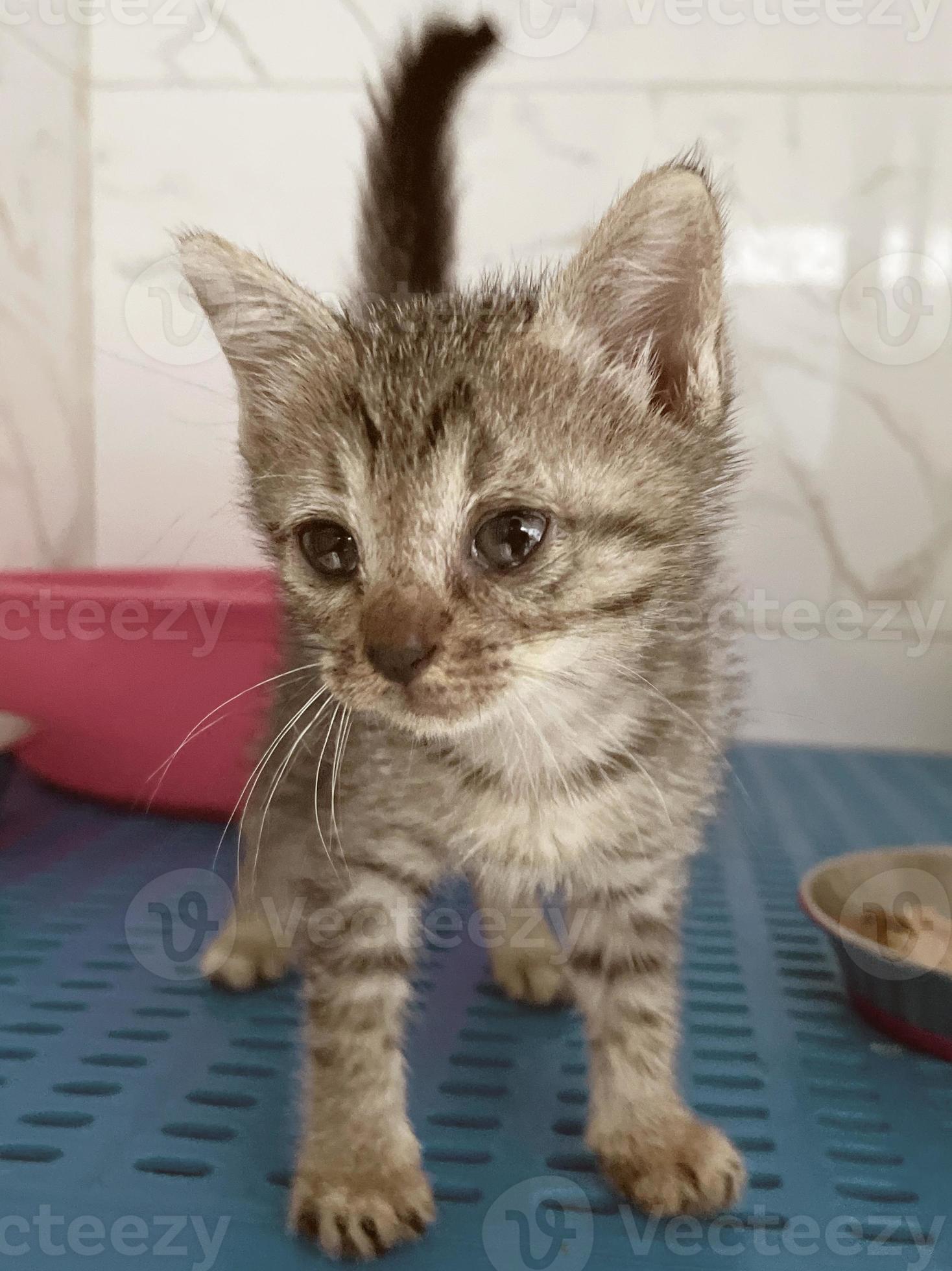 Little tabby cute kitten in the cage in cat shelter. Cat baby crying in