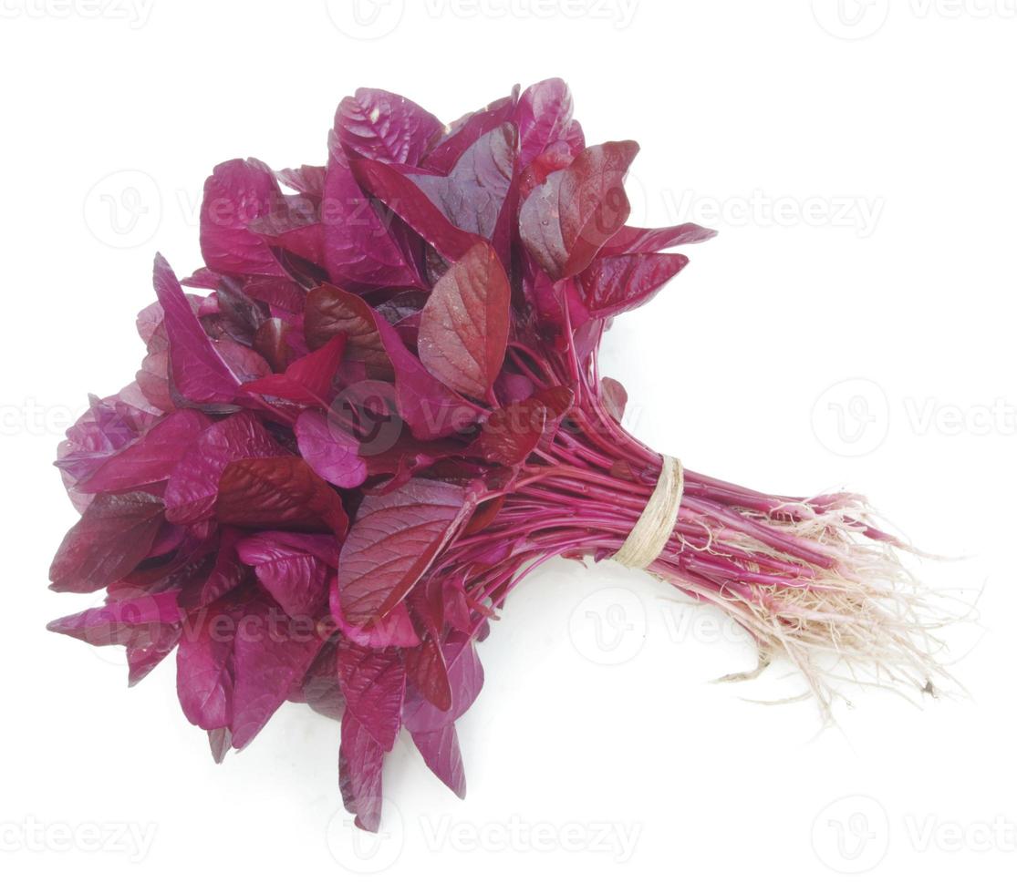 Fresh red spinach isolated on white background photo