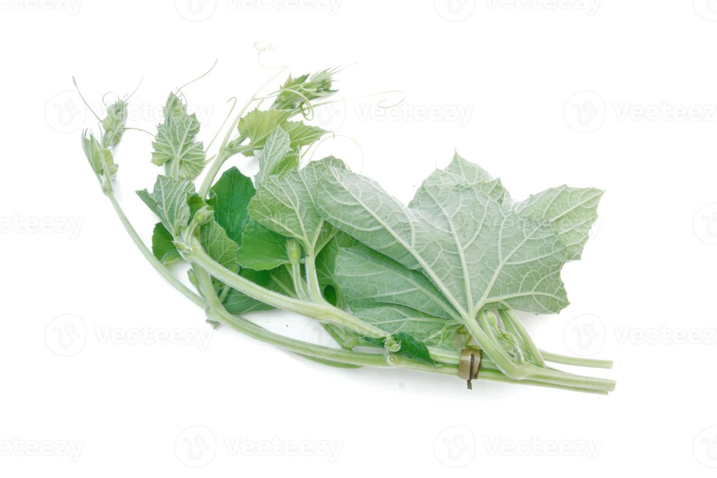 bottle-gourd-leaf-isolated-on-white-background-15133775-stock-photo-at