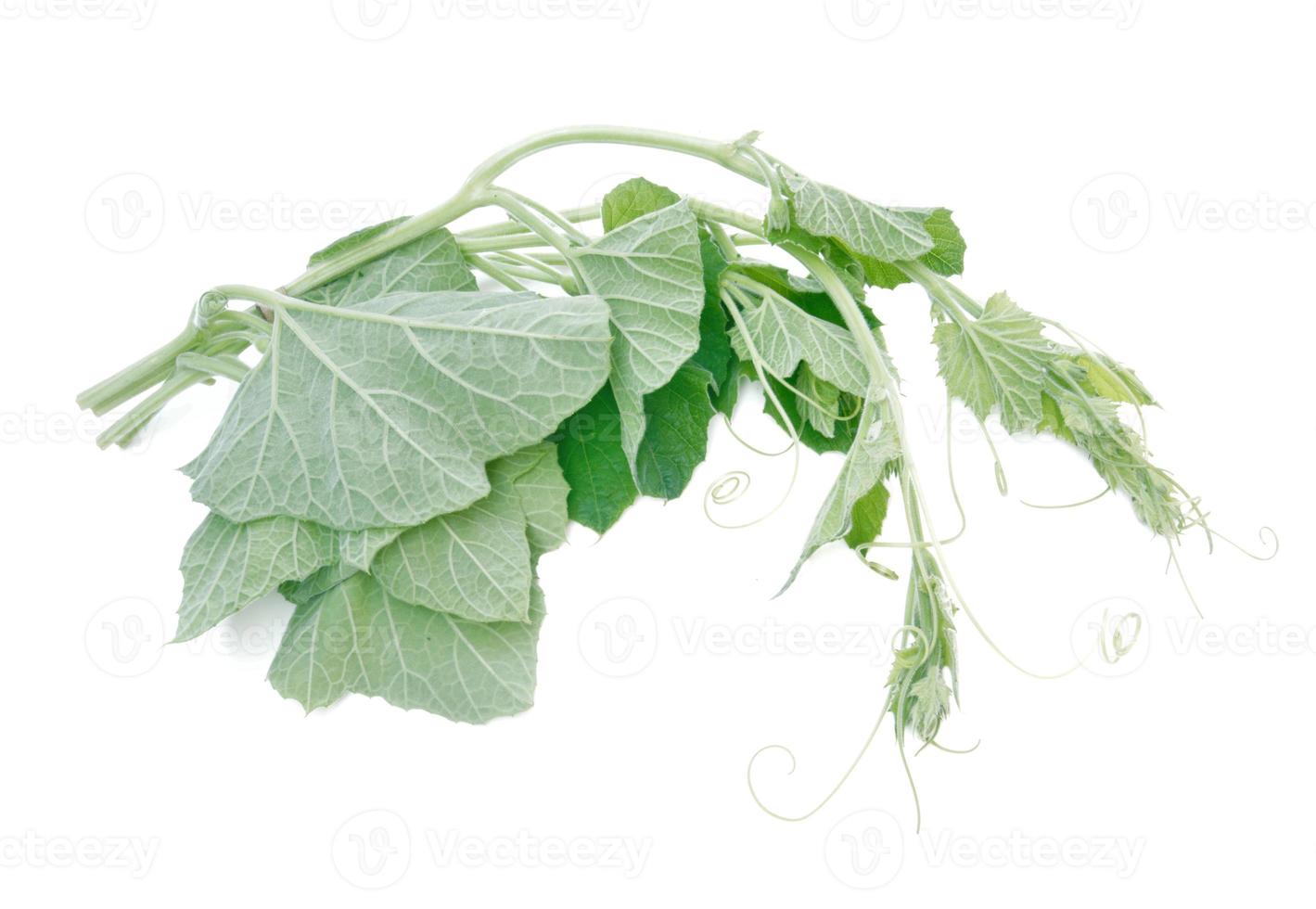 Bottle Gourd Leaf Isolated On White Background 15133782 Stock Photo At bottle-gourd-leaf-isolated-on-white-background-15133782-stock-photo-at