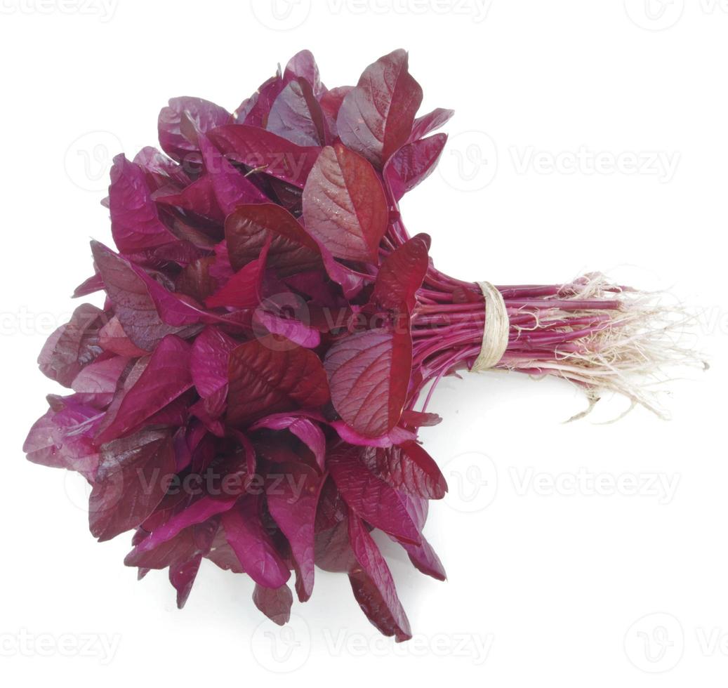 Fresh red spinach isolated on white background photo