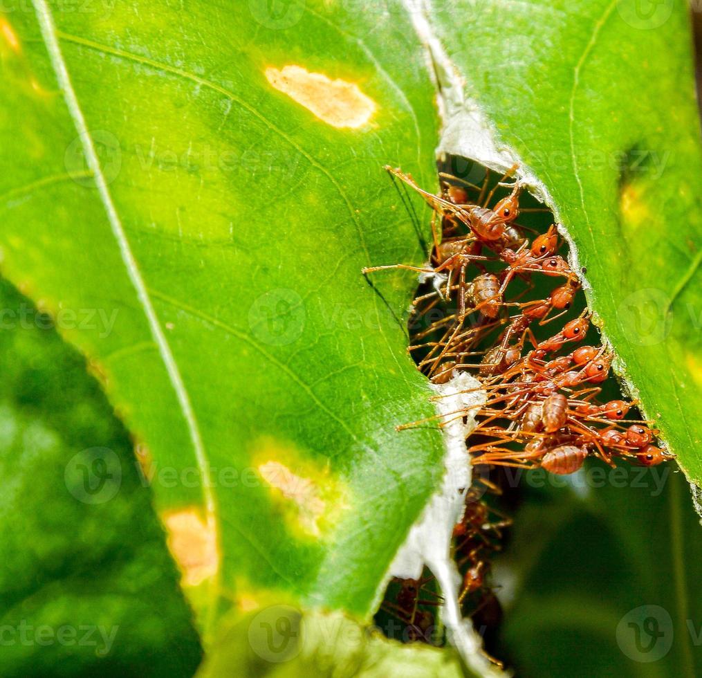 Red ants are pulling green leaves together to form a nest. Concept teamwork, unity, power, design template, magazine cover, website. photo