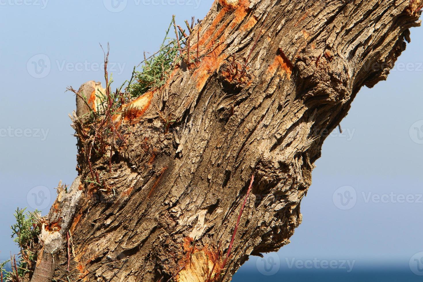 Texture of tree trunk and tree bark. photo