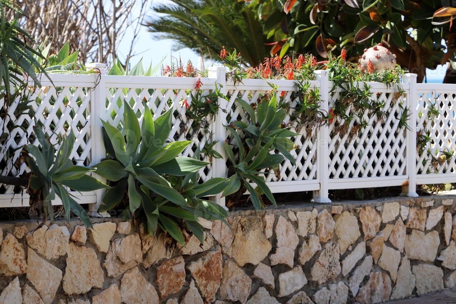 Green plants and flowers grow along the fence. photo