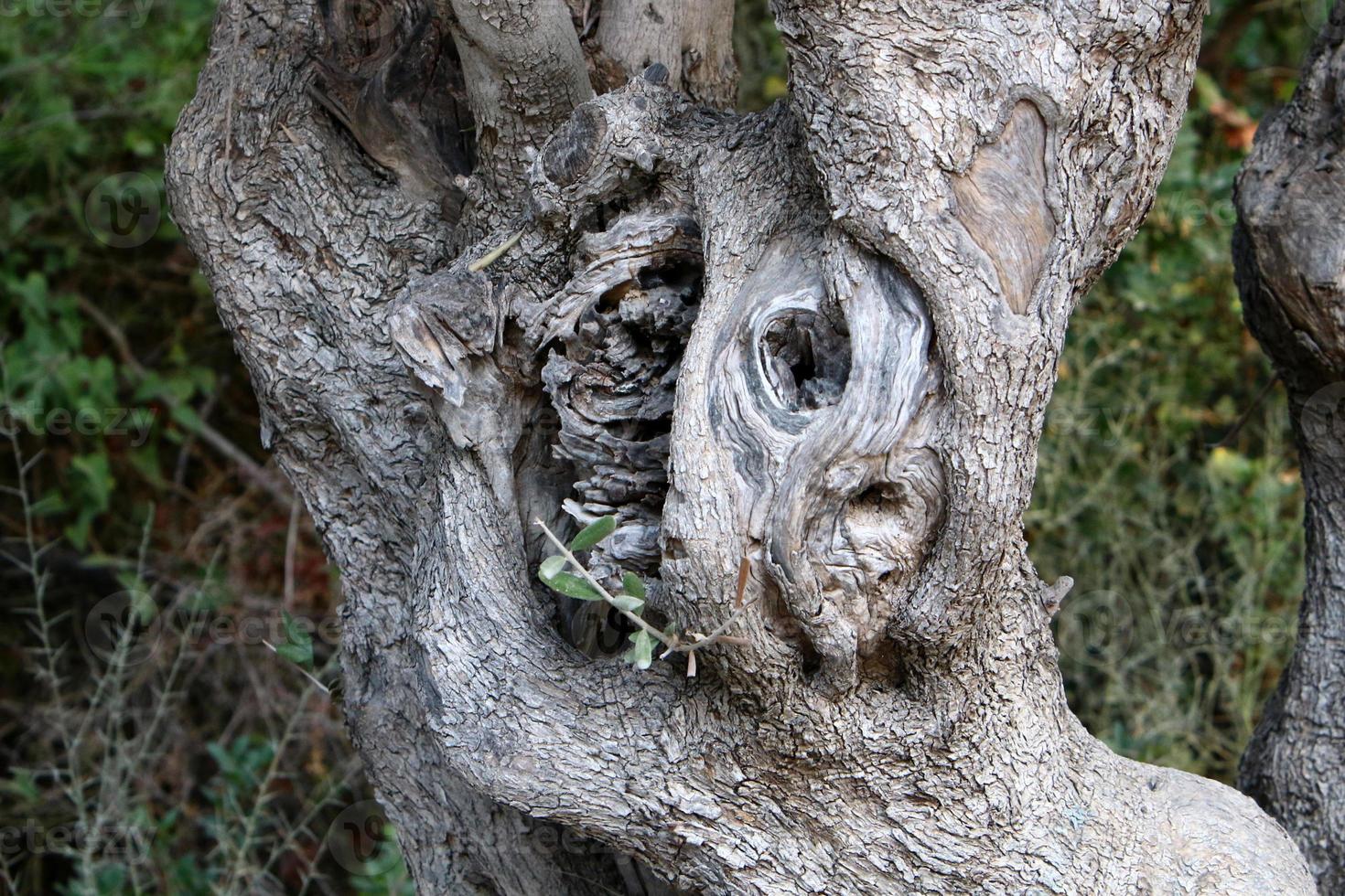 Texture of tree trunk and tree bark. photo