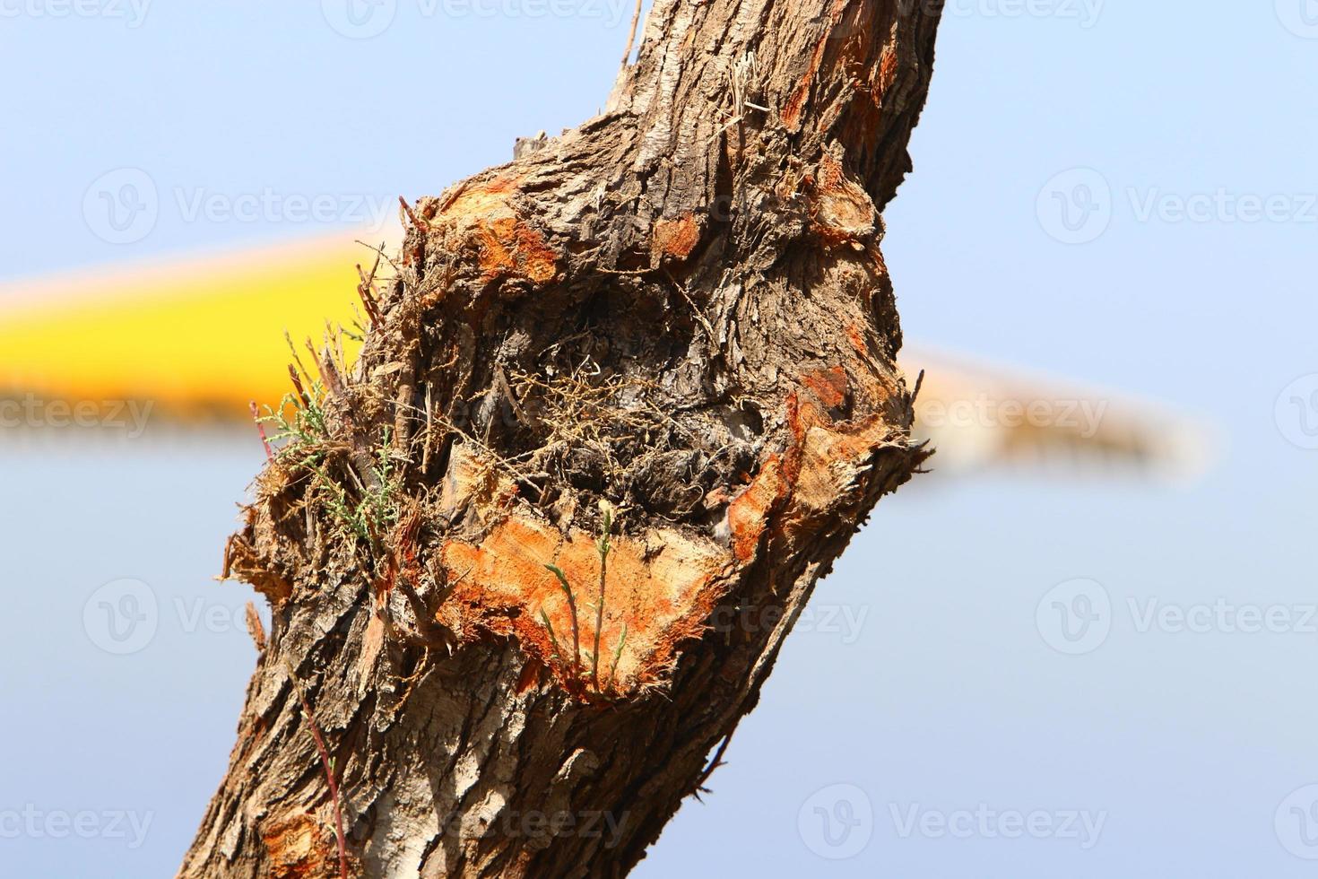 Texture of tree trunk and tree bark. photo