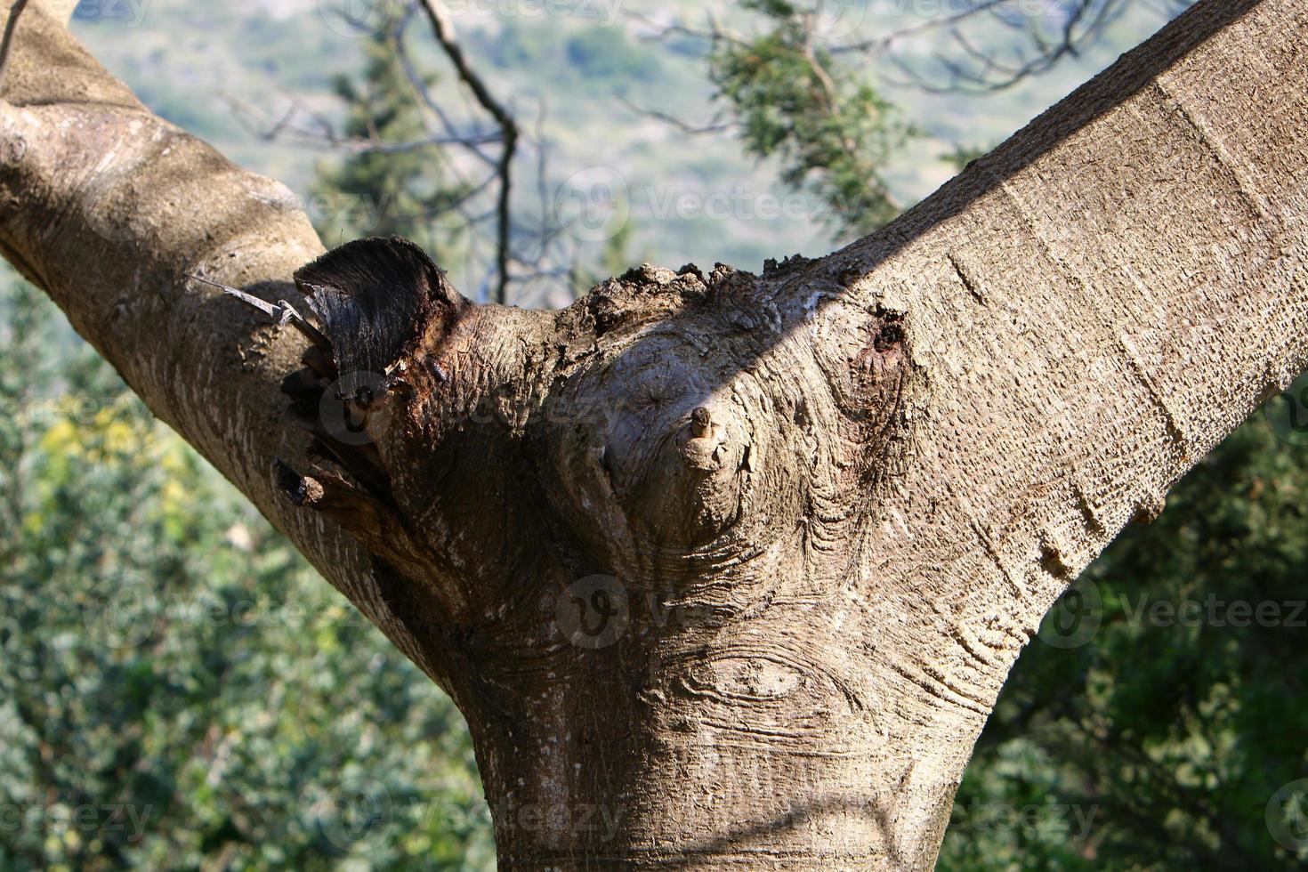 Texture of tree trunk and tree bark. photo