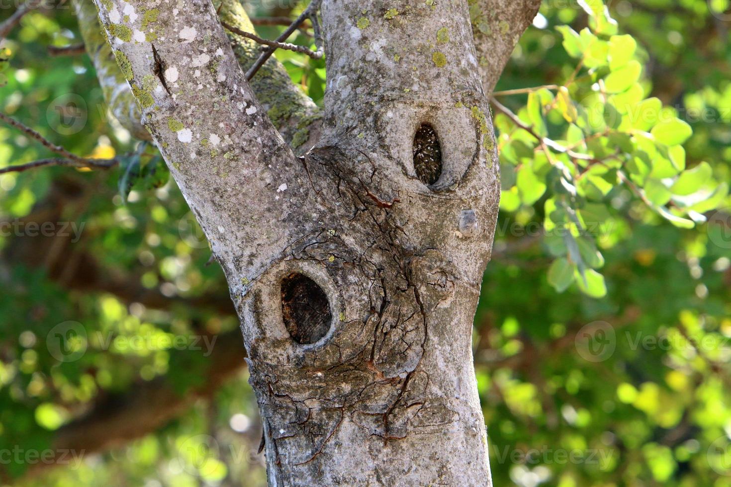 Texture of tree trunk and tree bark. photo
