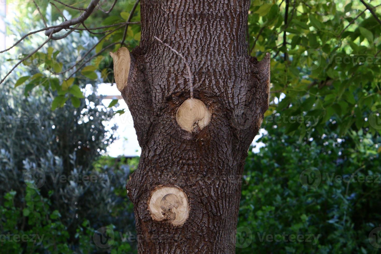 Texture of tree trunk and tree bark. photo