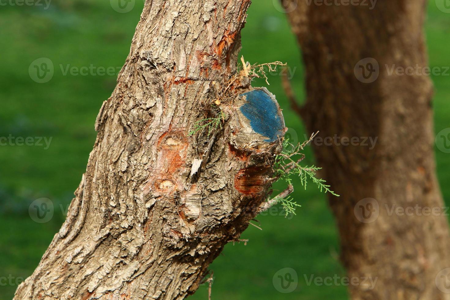 Texture of tree trunk and tree bark. photo