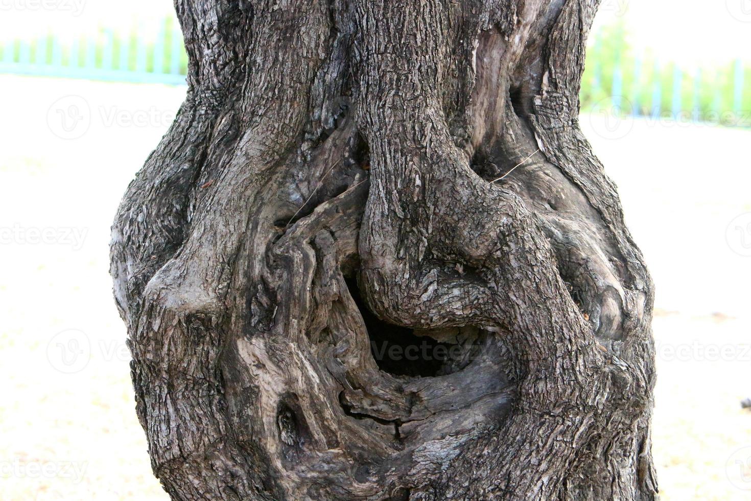 Texture of tree trunk and tree bark. photo