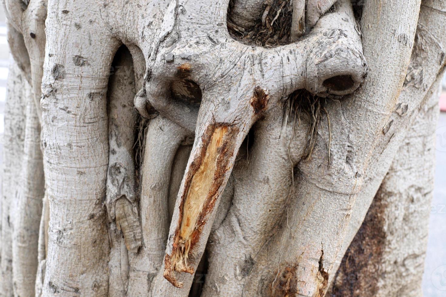 Texture of tree trunk and tree bark. photo
