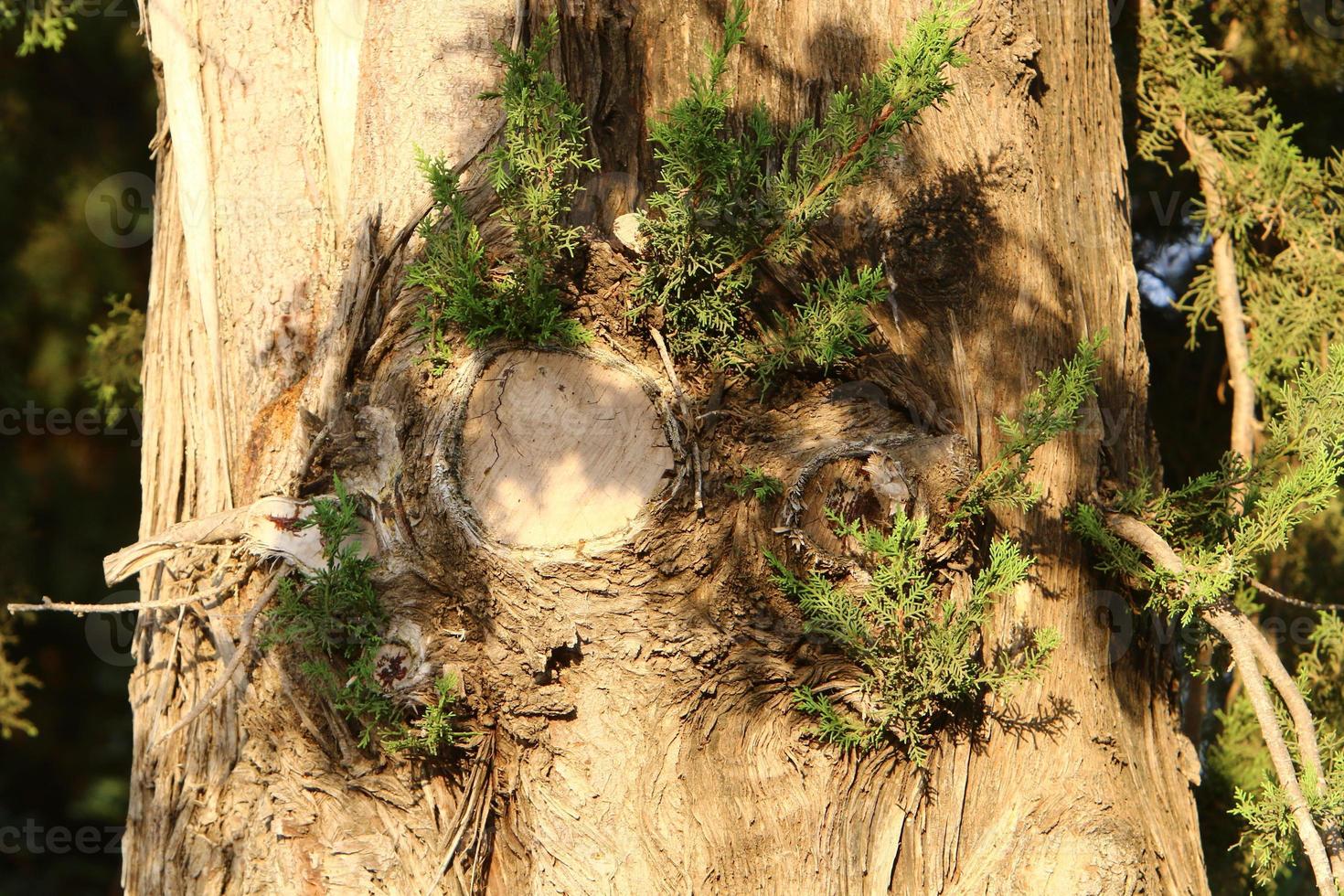 Texture of tree trunk and tree bark. photo