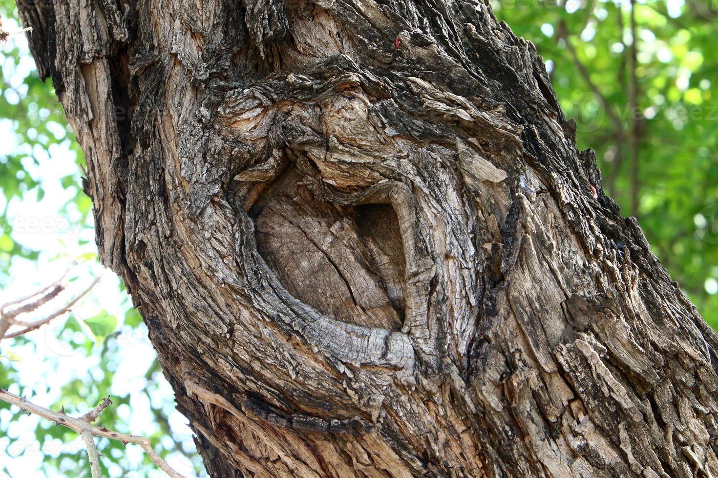 Texture of tree trunk and tree bark. photo