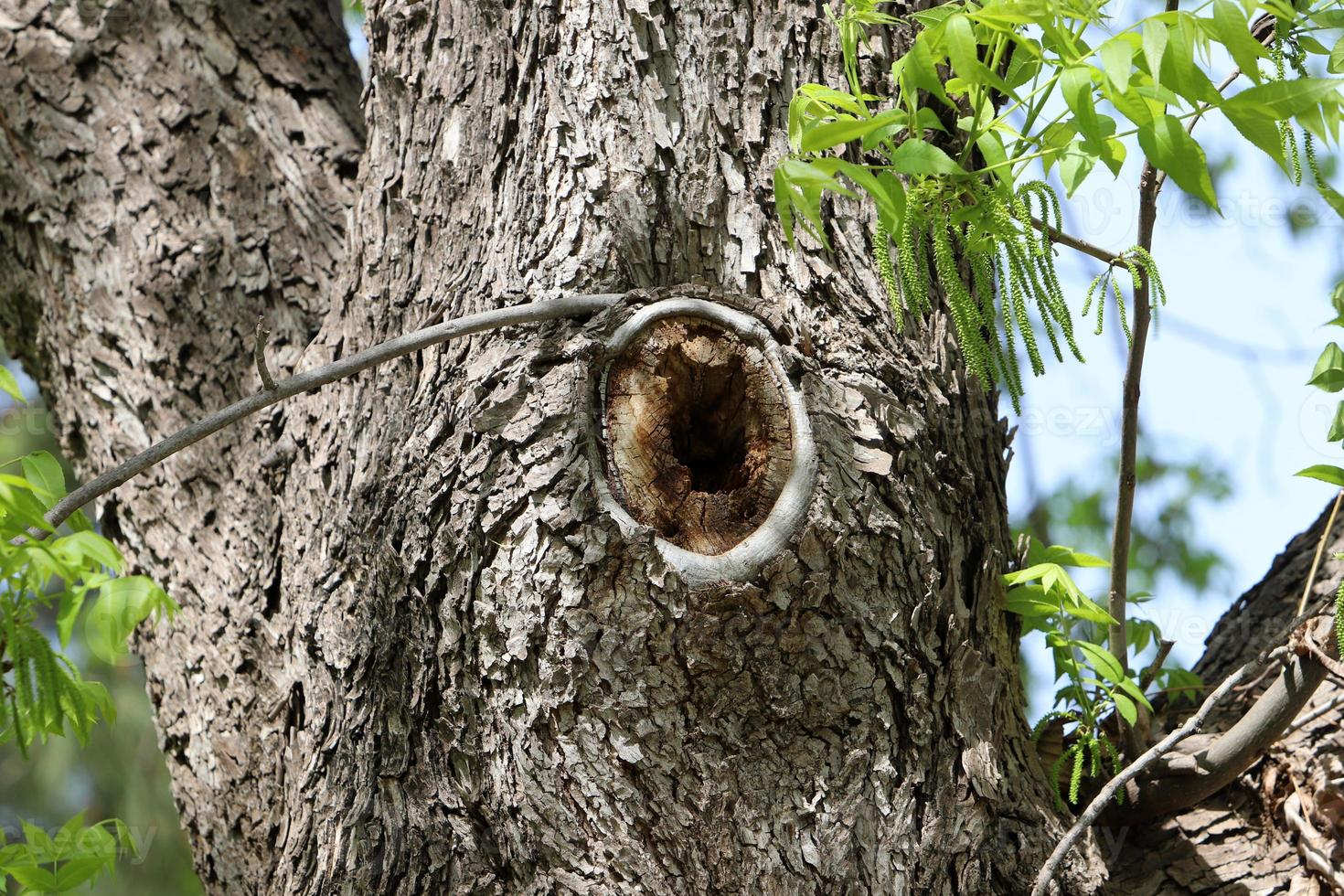 Texture of tree trunk and tree bark. photo
