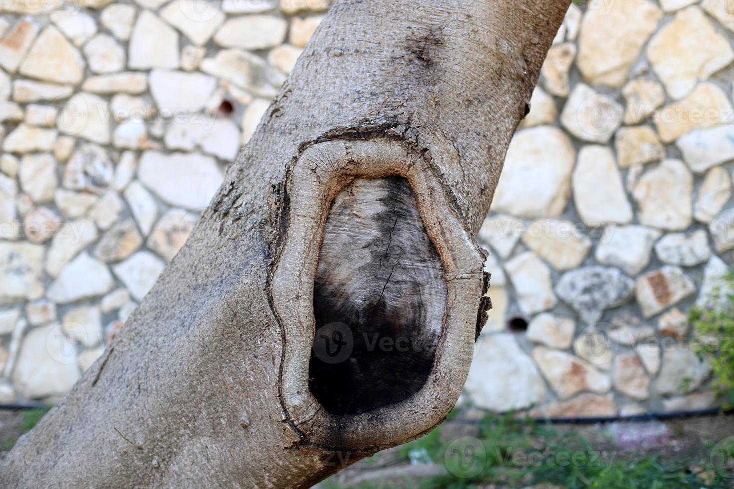 Texture of tree trunk and tree bark. photo