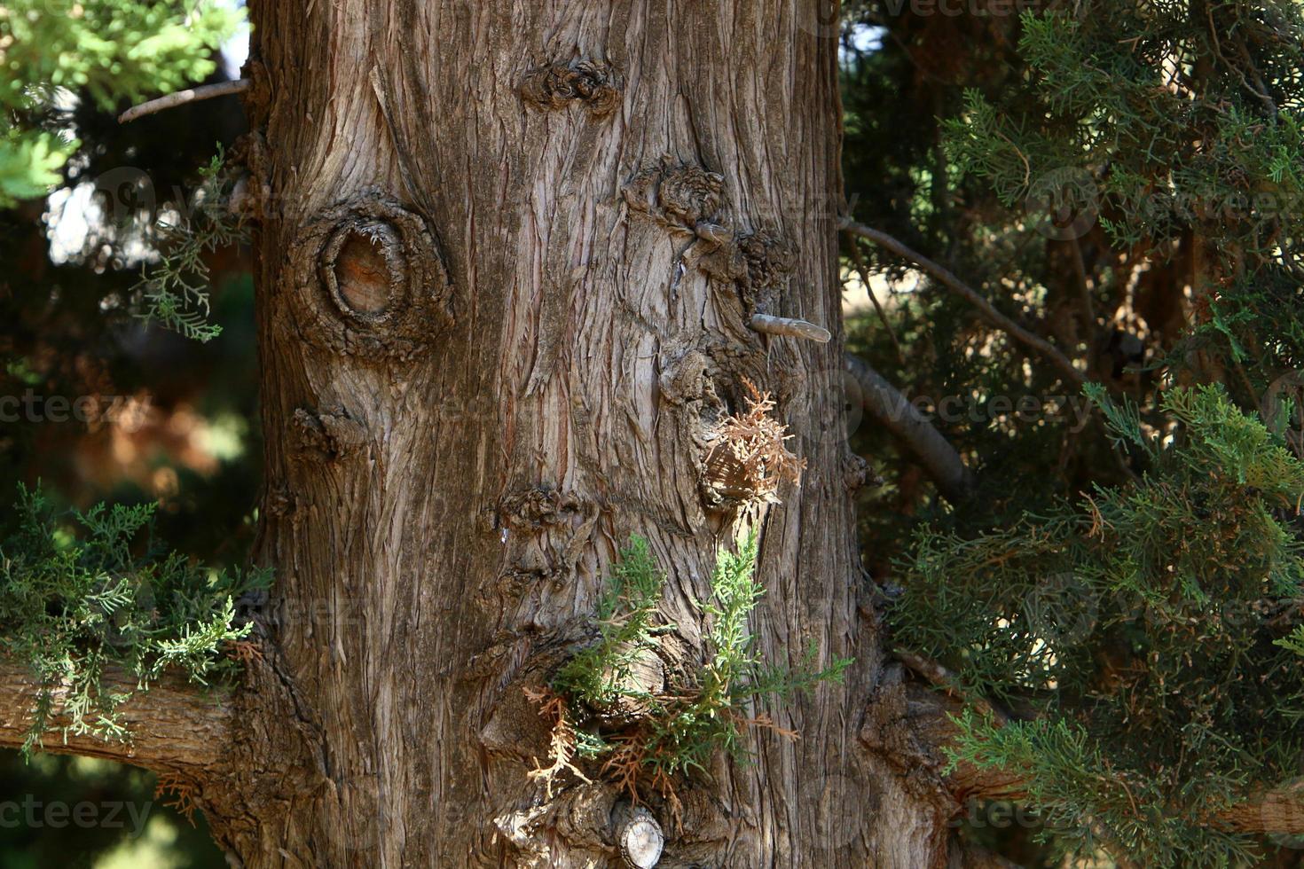 Texture of tree trunk and tree bark. photo