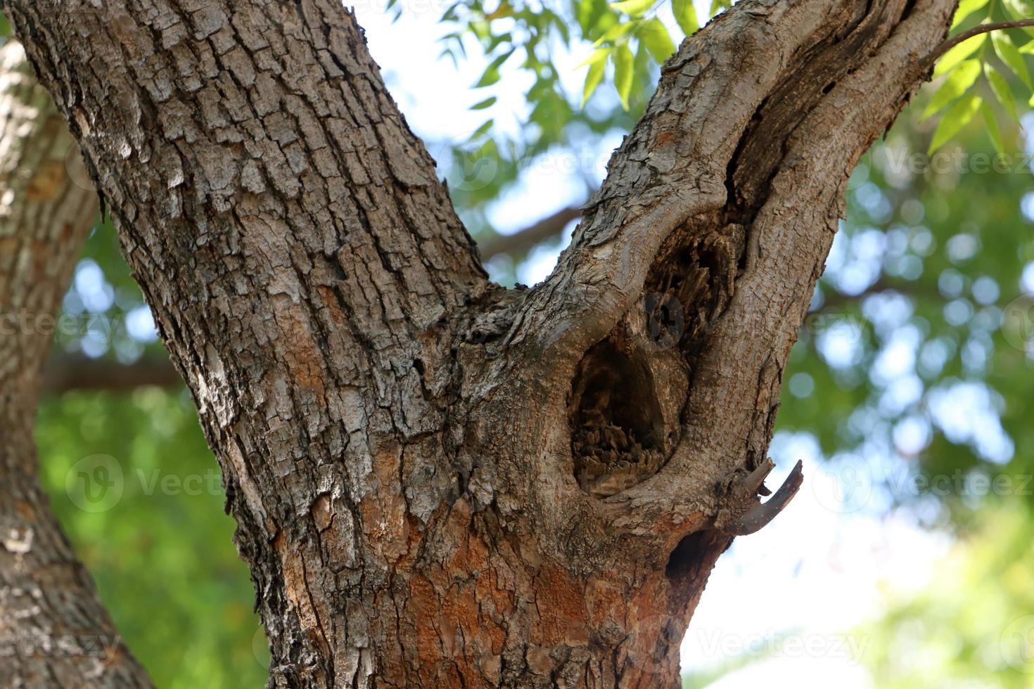 Texture of tree trunk and tree bark. photo