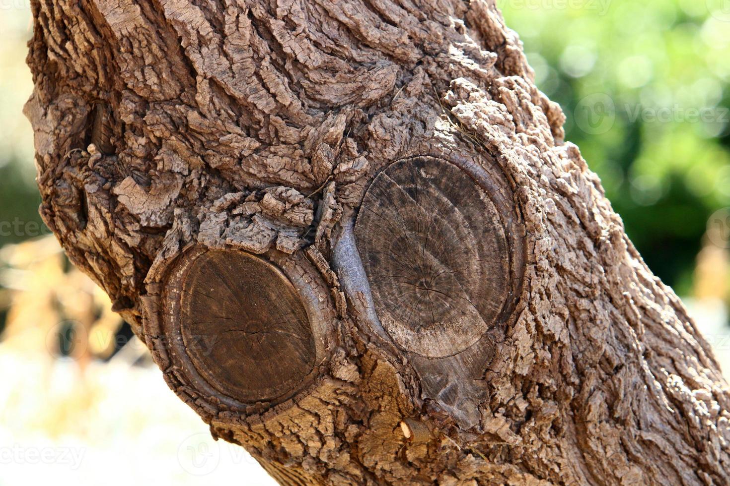 Texture of tree trunk and tree bark. photo
