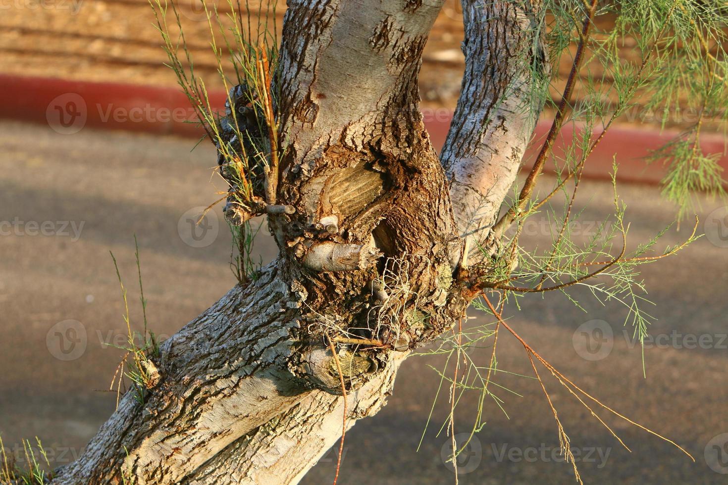 Texture of tree trunk and tree bark. photo