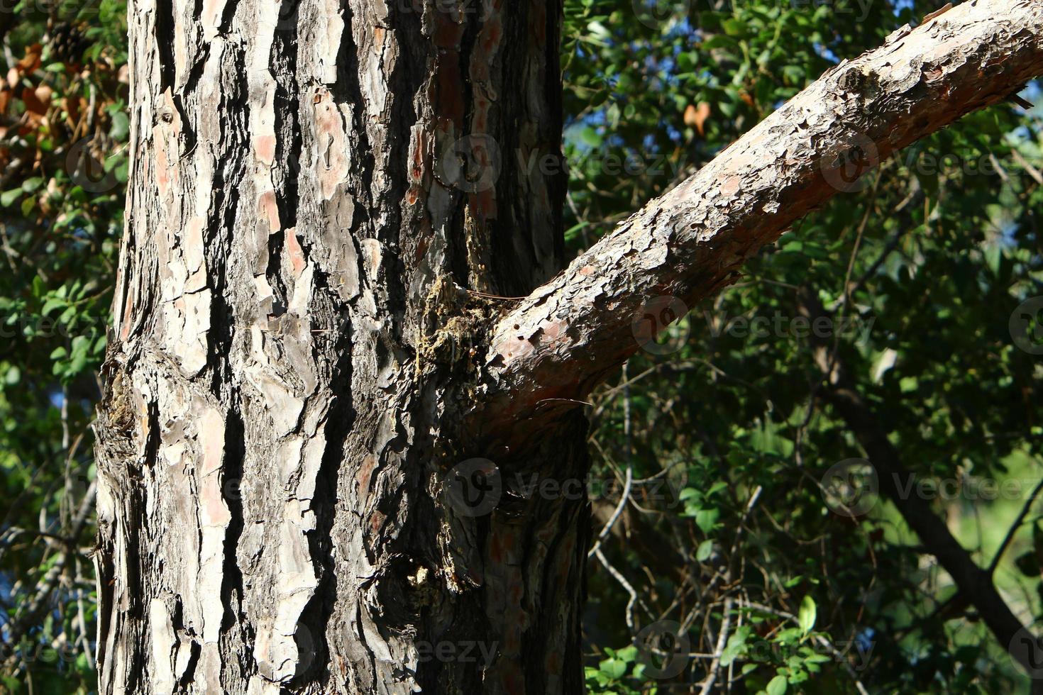 Texture of tree trunk and tree bark. photo