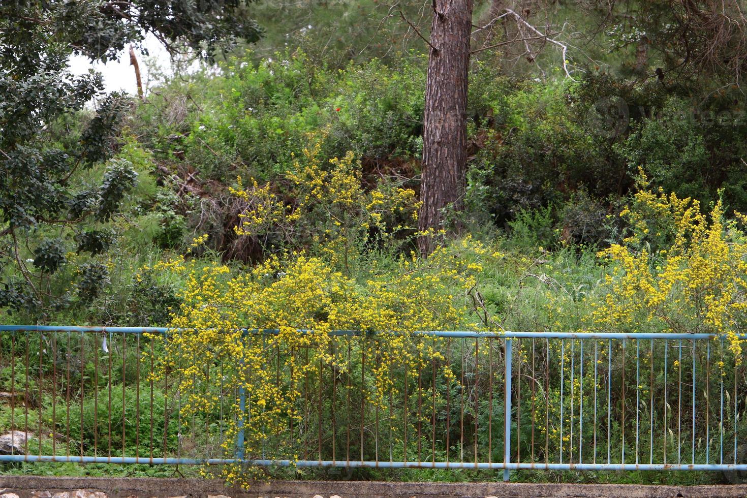 Green plants and flowers grow along the fence. photo