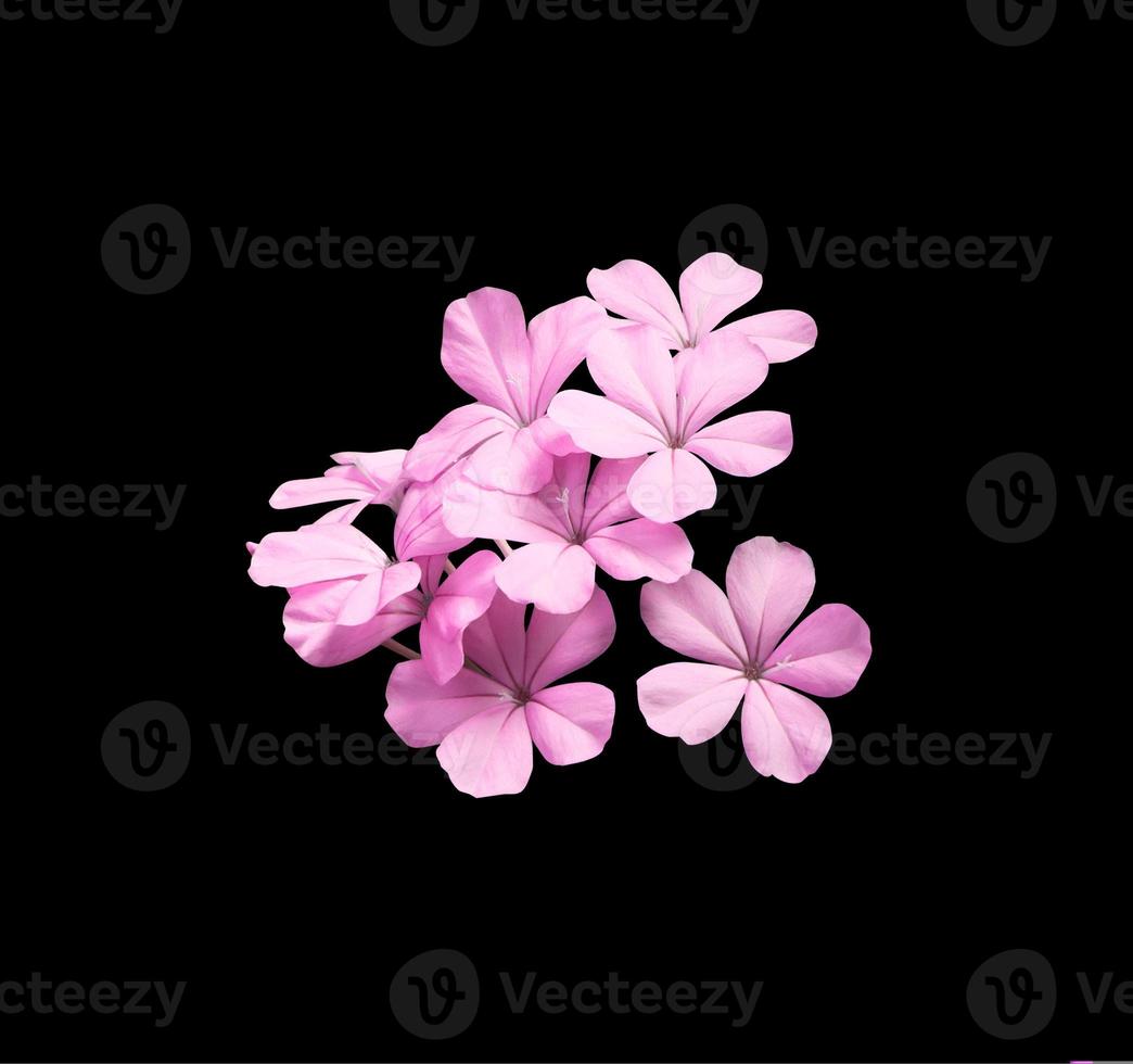 White plumbago or Cape lead wort flowers. Close up pink-purple small flower bouquet isolated on black background. photo