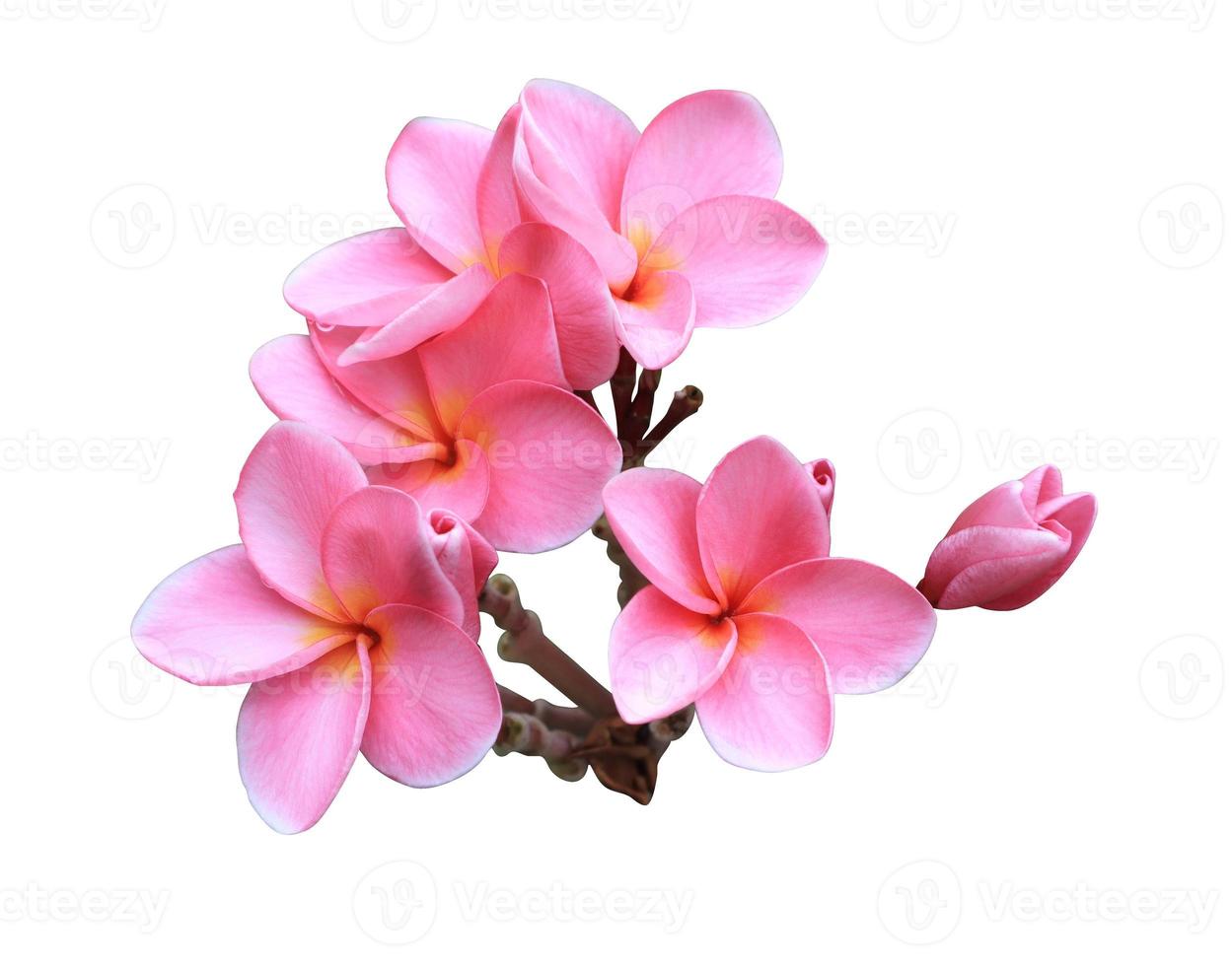 Plumeria or Frangipani or Temple tree flower. Close up pink exotic plumeria flowers bouquet isolated on white background. photo