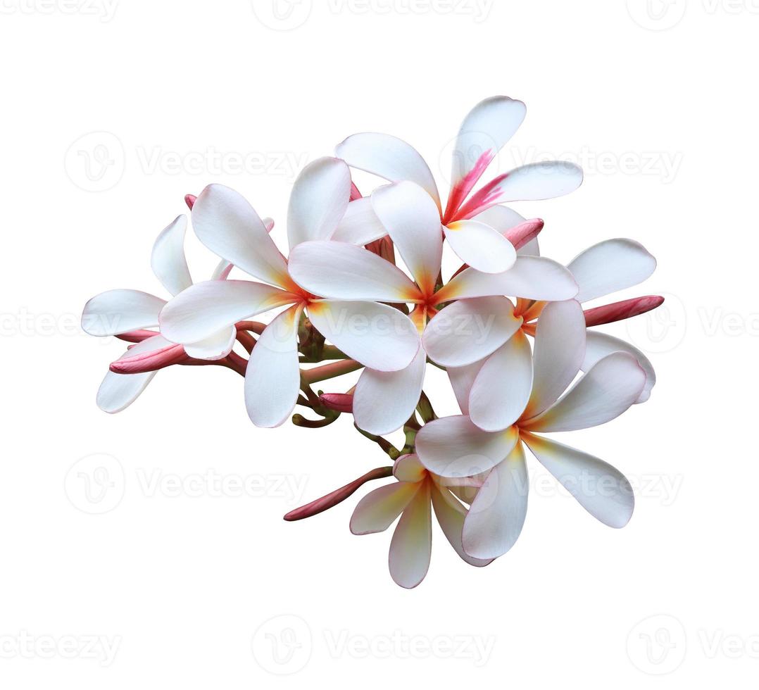 Plumeria or Frangipani or Temple tree flower. Close up yellow-pink plumeria flowers bouquet isolated on white background. Top view exotic flower bunch. photo