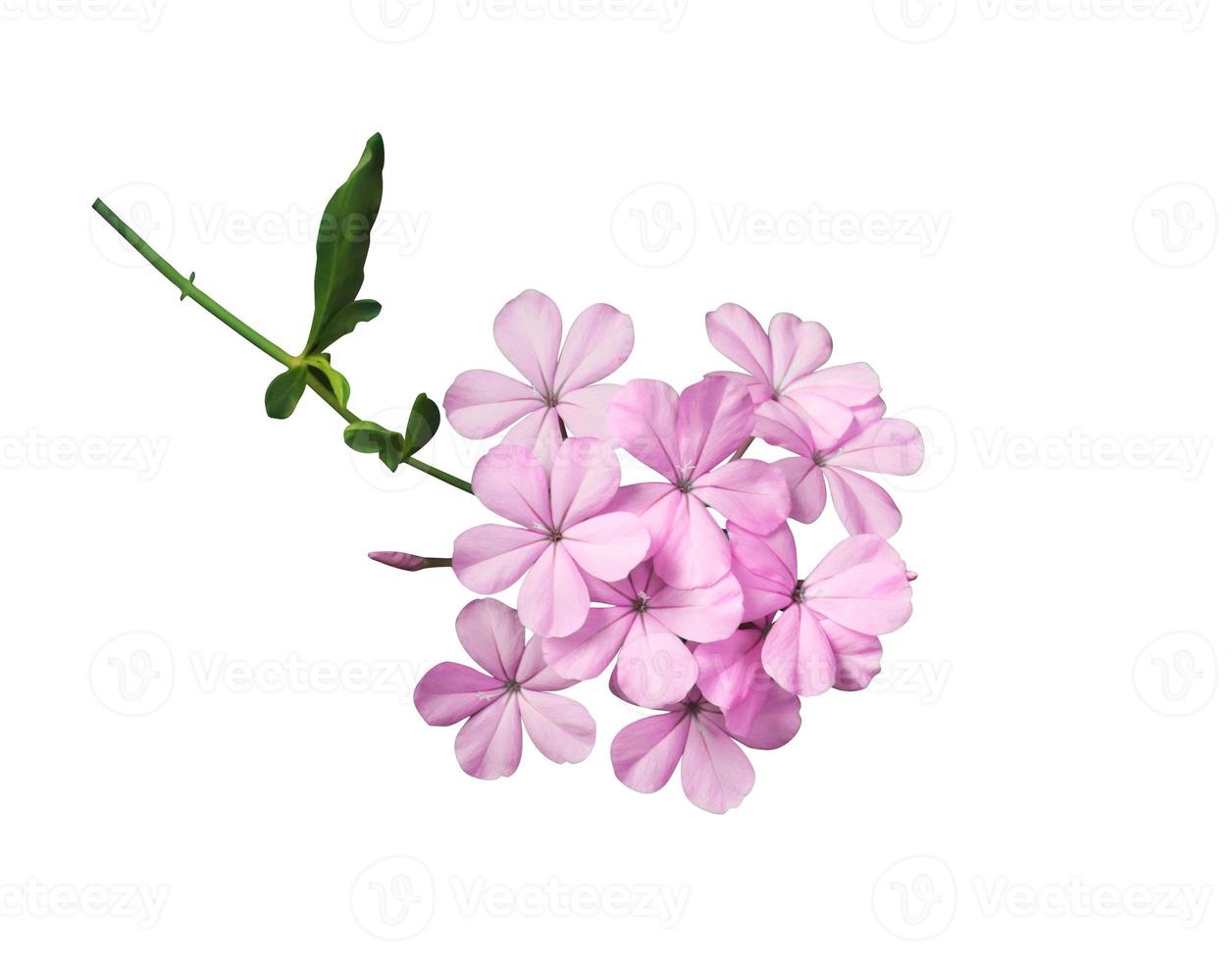 White plumbago or Cape lead wort flowers. Close up pink-purple small flower bouquet isolated on white background. photo