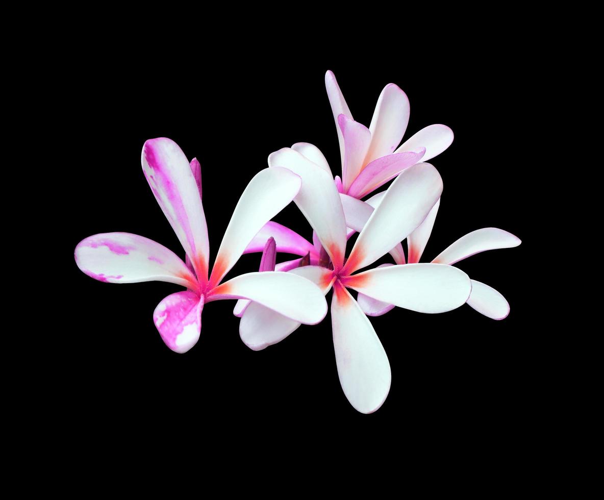 Plumeria or Frangipani or Temple tree flower. Close up violet-pink plumeria flowers bouquet isolated on white background. Top view exotic flower bunch. photo