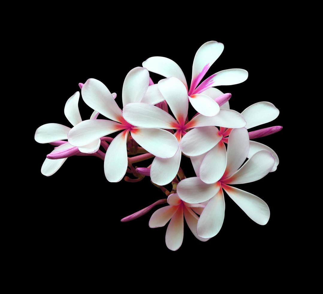 Plumeria or Frangipani or Temple tree flower. Close up violet-pink plumeria flowers bouquet isolated on white background. Top view exotic flower bunch. photo