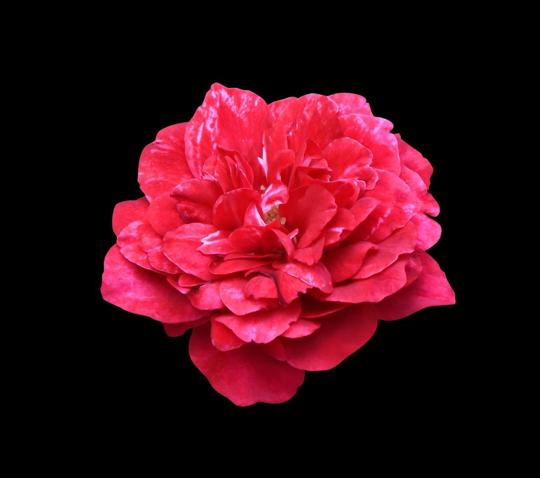 Close up red-pink single rose flowers isolated on black background. The side of exotic flowers. photo