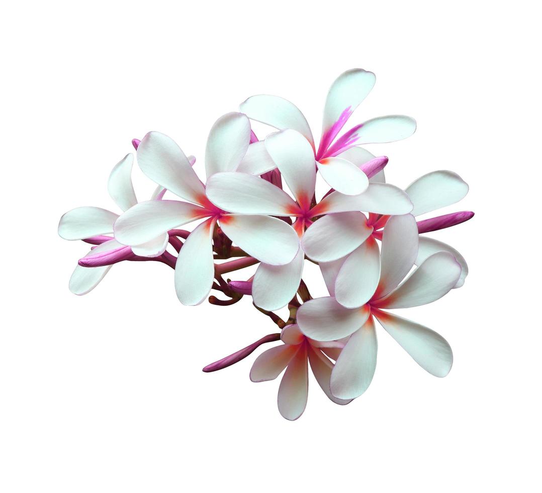 Plumeria or Frangipani or Temple tree flower. Close up purple-pink plumeria flowers bouquet isolated on white background. Top view exotic flower bunch. photo