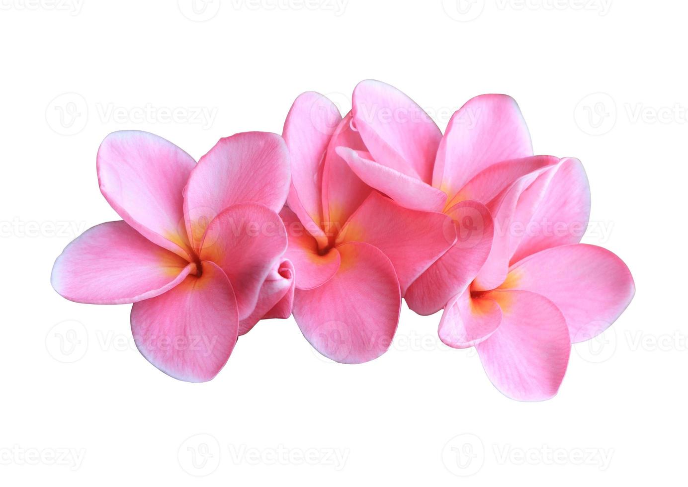 Plumeria or Frangipani or Temple tree flower. Close up pink exotic plumeria flowers bouquet isolated on white background. photo