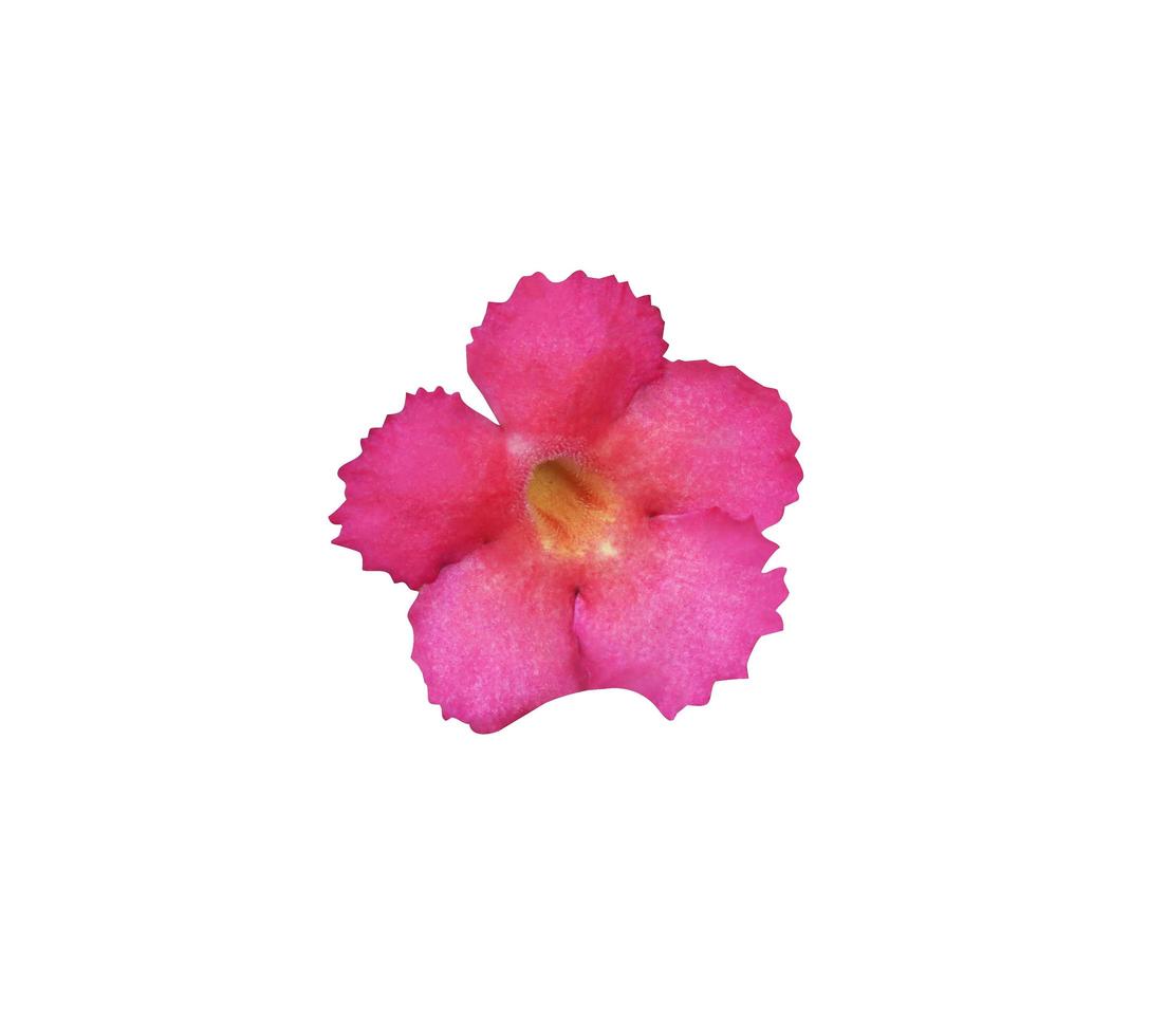 Flame violet or Episcia cupreata flowers. Close up small pink-purple flower isolated on white background. Top view exotic flowers. photo