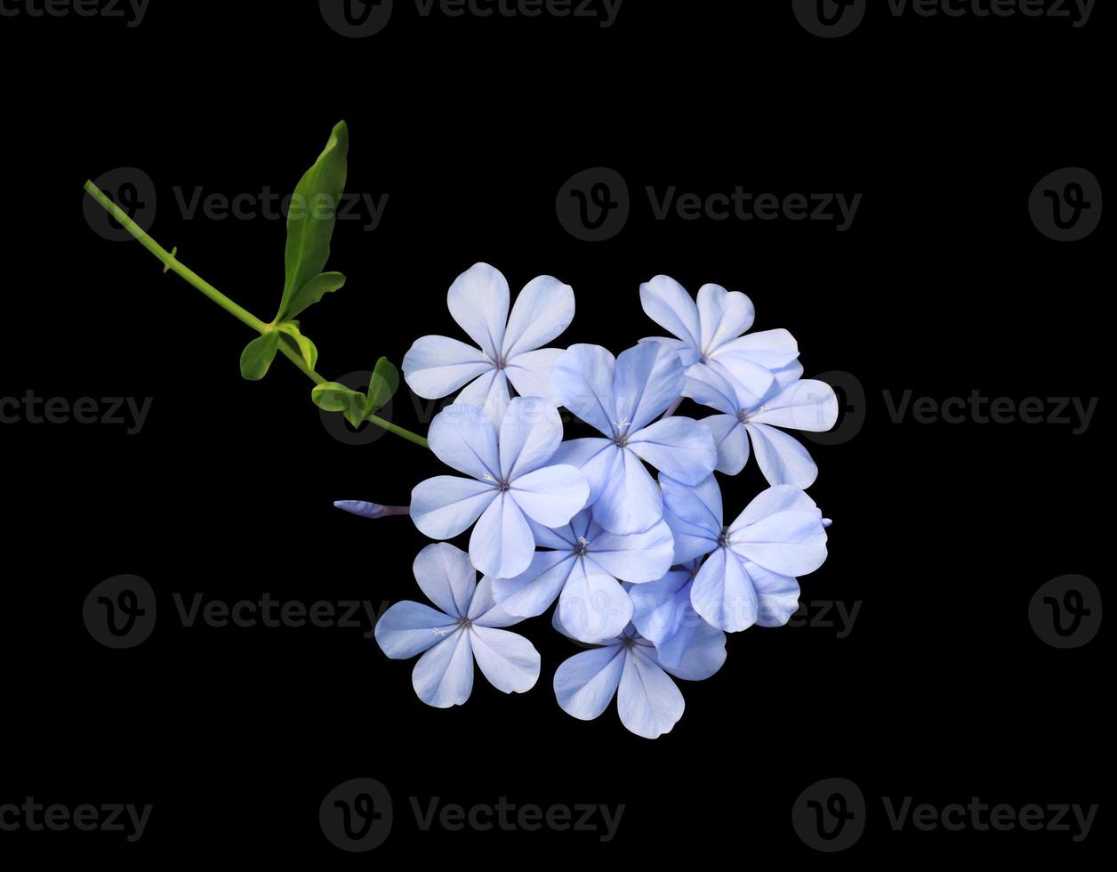 White plumbago or Cape leadwort flowers. Close up blue flowers bouquet isolated on black background. Top view exotic flower bunch. photo