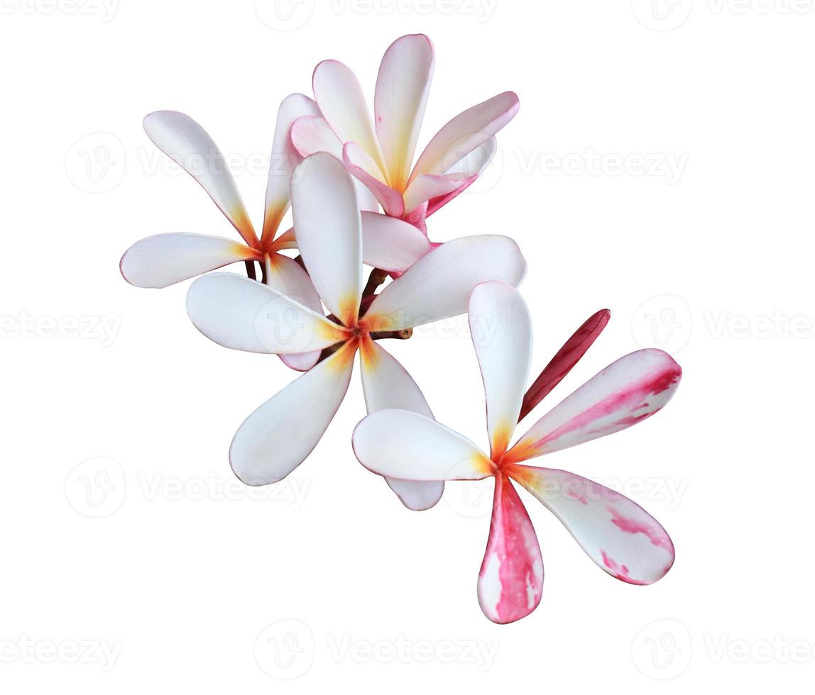 Plumeria or Frangipani or Temple tree flower. Close up yellow-pink plumeria flowers bouquet isolated on white background. Top view exotic flower bunch. photo