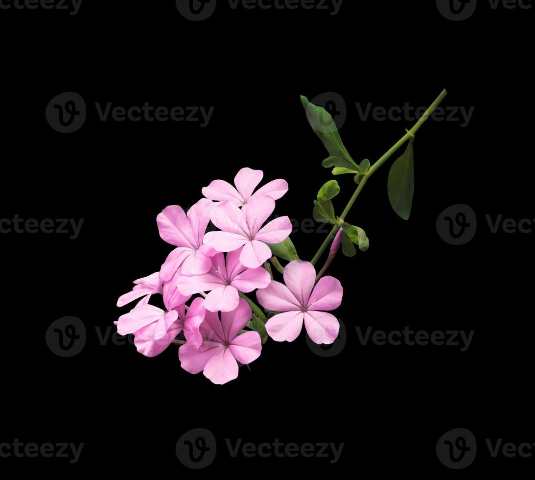 White plumbago or Cape lead wort flowers. Close up pink-purple small flower bouquet isolated on black background. photo